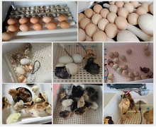 Load image into Gallery viewer, 10/12 Eggs Incubator for Chicken Goose Bird Quail Automatic Incubation Equipment Hatchery Incubation