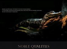 Load image into Gallery viewer, Crocodile Genuine Leather 2 Piece Luggage Set - Brown or Black - Many Styles 20&quot;
